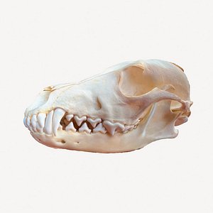 3D Coyote Animal Skull Scan