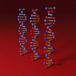 DNA model