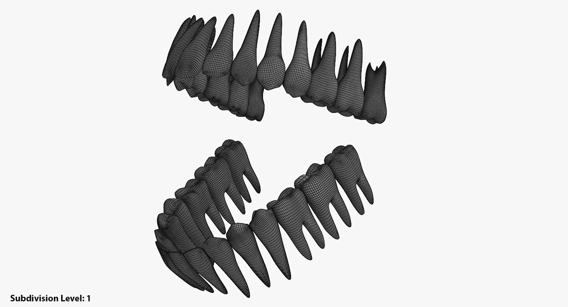 teeth anatomy dxf