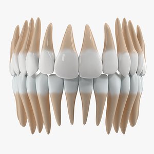 Teeth