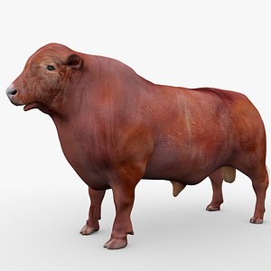 3D RED ANGUS Rigged L2055