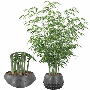 Bamboo in black pot 3D model