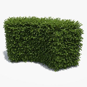 Free Boxwood Hedge