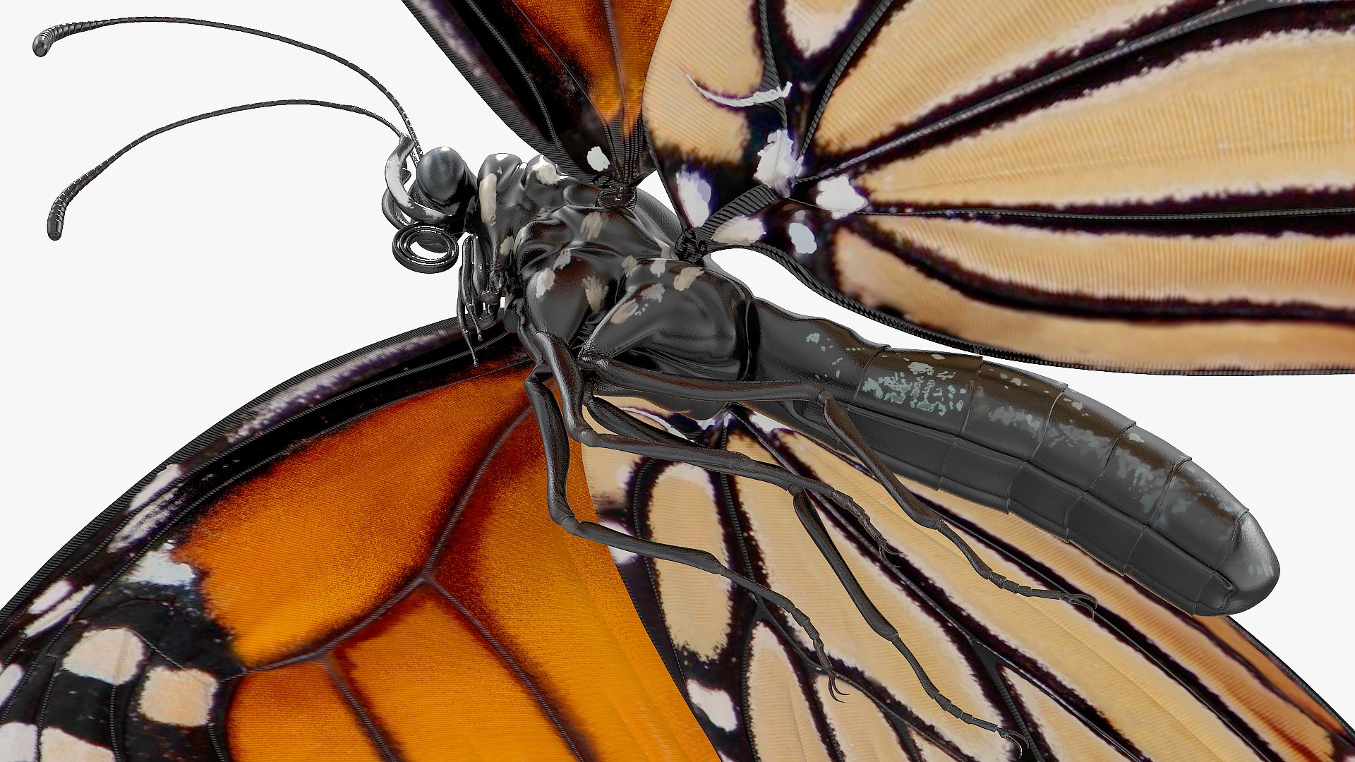 3D flying monarch butterfly rigged https://p.turbosquid.com/ts-thumb/4B/N8lsnx/LmZjXVur/animatedflyingmonarchbutterflyrigged3dsmodel009/jpg/1573183732/1920x1080/fit_q87/22ee4c069e5248203dfc3f8be579d856b89a7fde/animatedflyingmonarchbutterflyrigged3dsmodel009.jpg