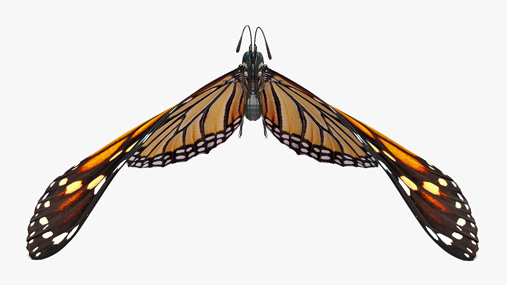 3D flying monarch butterfly rigged https://p.turbosquid.com/ts-thumb/4B/N8lsnx/OHTi6HWx/animatedflyingmonarchbutterflyrigged3dsmodel007/jpg/1573183723/1920x1080/fit_q87/65cb8d3e932367a604caebc57cefe1bf952ed08e/animatedflyingmonarchbutterflyrigged3dsmodel007.jpg