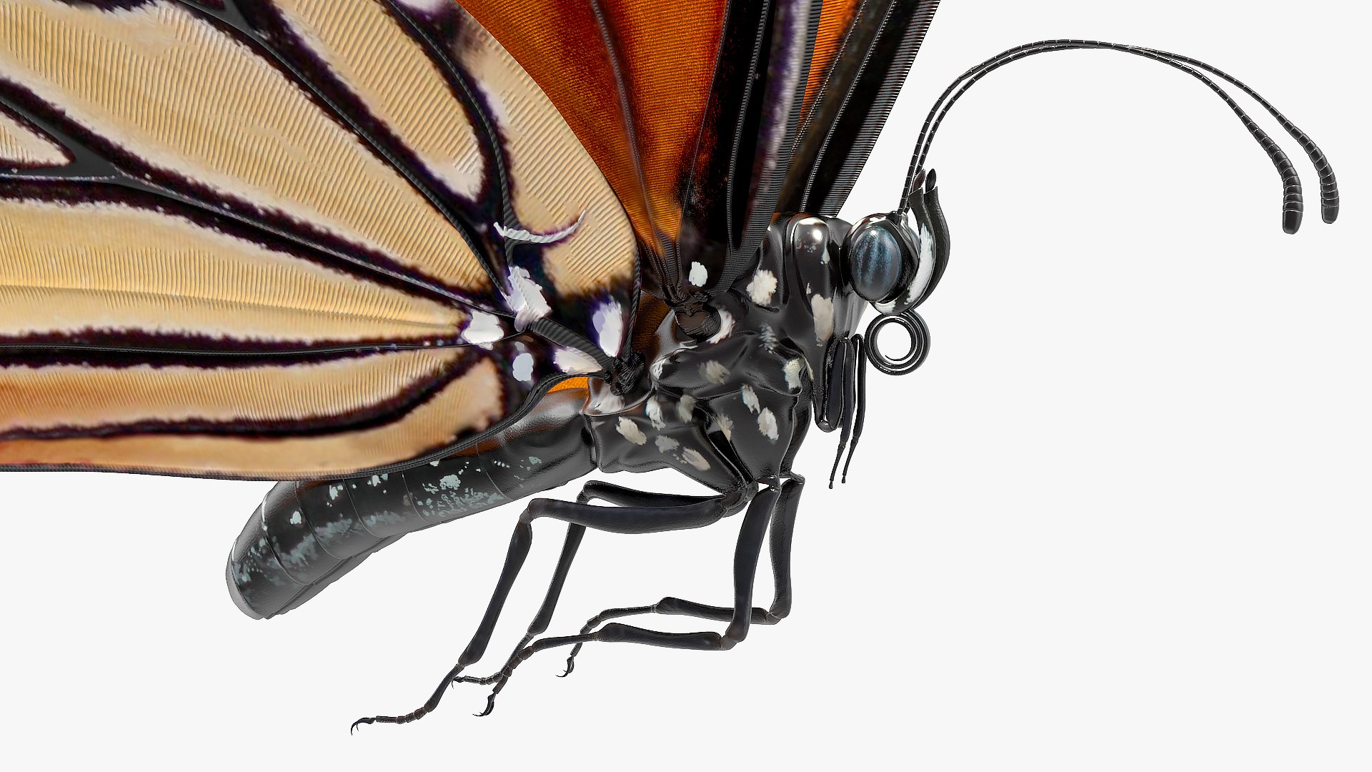 3D flying monarch butterfly rigged https://p.turbosquid.com/ts-thumb/4B/N8lsnx/V02JmdZ3/animatedflyingmonarchbutterflyrigged3dsmodel010/jpg/1573183737/1920x1080/fit_q87/a34838b5235997bd6c5c3853ddf288a1899dd26e/animatedflyingmonarchbutterflyrigged3dsmodel010.jpg