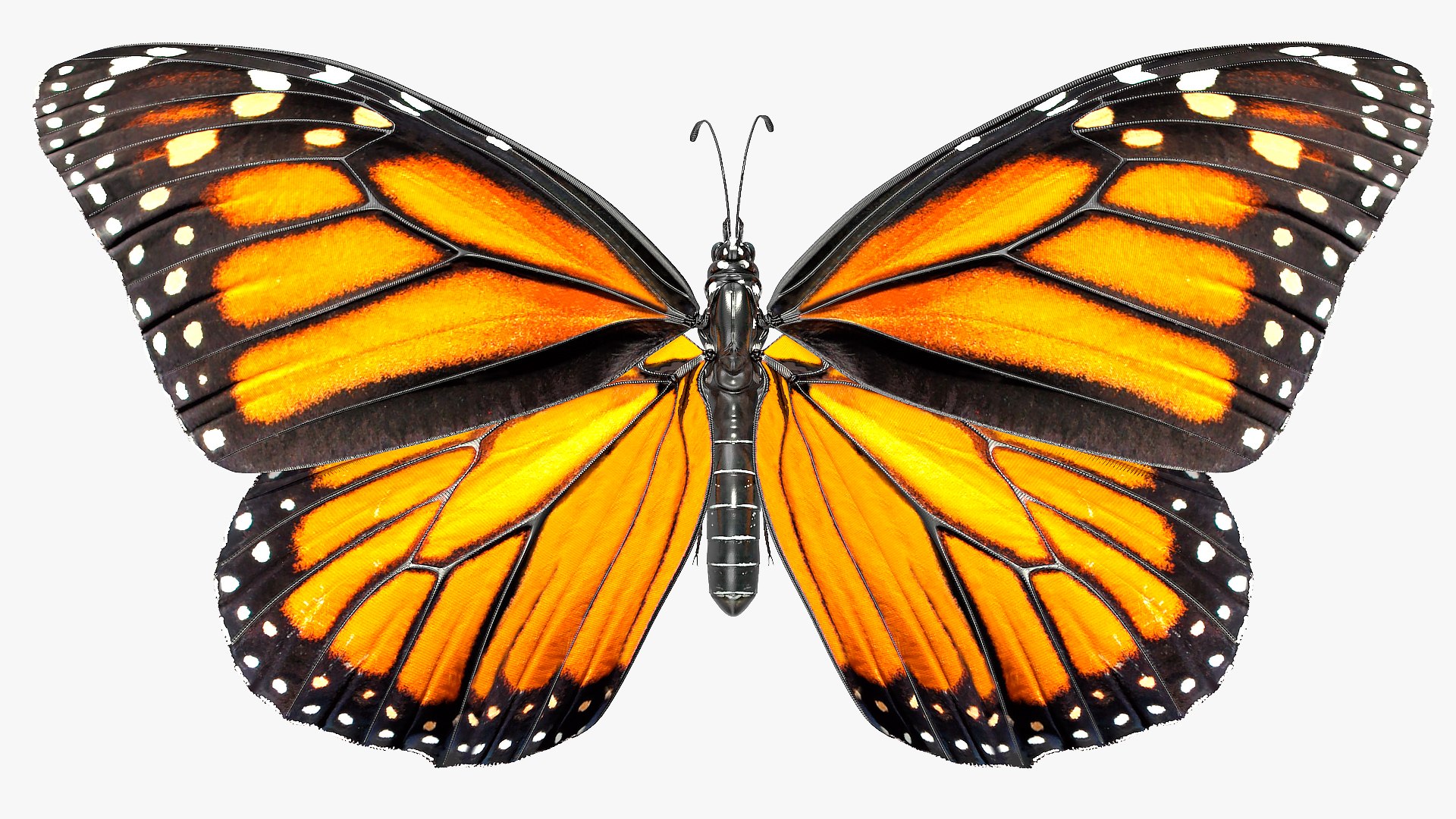 3D flying monarch butterfly rigged https://p.turbosquid.com/ts-thumb/4B/N8lsnx/sUtbp1bl/animatedflyingmonarchbutterflyrigged3dsmodel005/jpg/1573183712/1920x1080/fit_q87/a7c20f9afdc22fcbf516336890aa87384aa6e86c/animatedflyingmonarchbutterflyrigged3dsmodel005.jpg