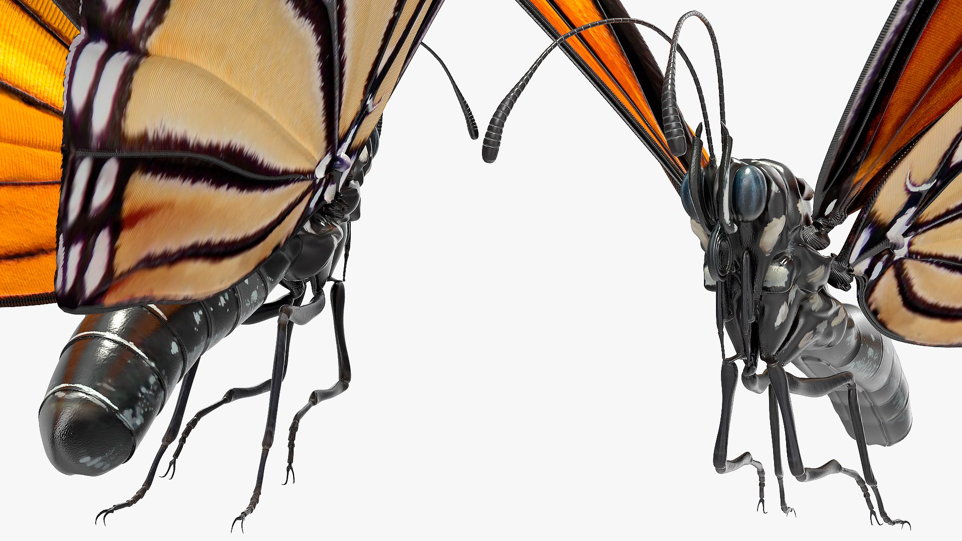 3D flying monarch butterfly rigged https://p.turbosquid.com/ts-thumb/4B/N8lsnx/uFtfAQyR/animatedflyingmonarchbutterflyrigged3dsmodel011/jpg/1573183743/1920x1080/fit_q87/86bfd44922fd00db6469044532275e903ffc9cae/animatedflyingmonarchbutterflyrigged3dsmodel011.jpg