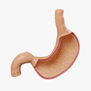 Stomach cross section 3D model