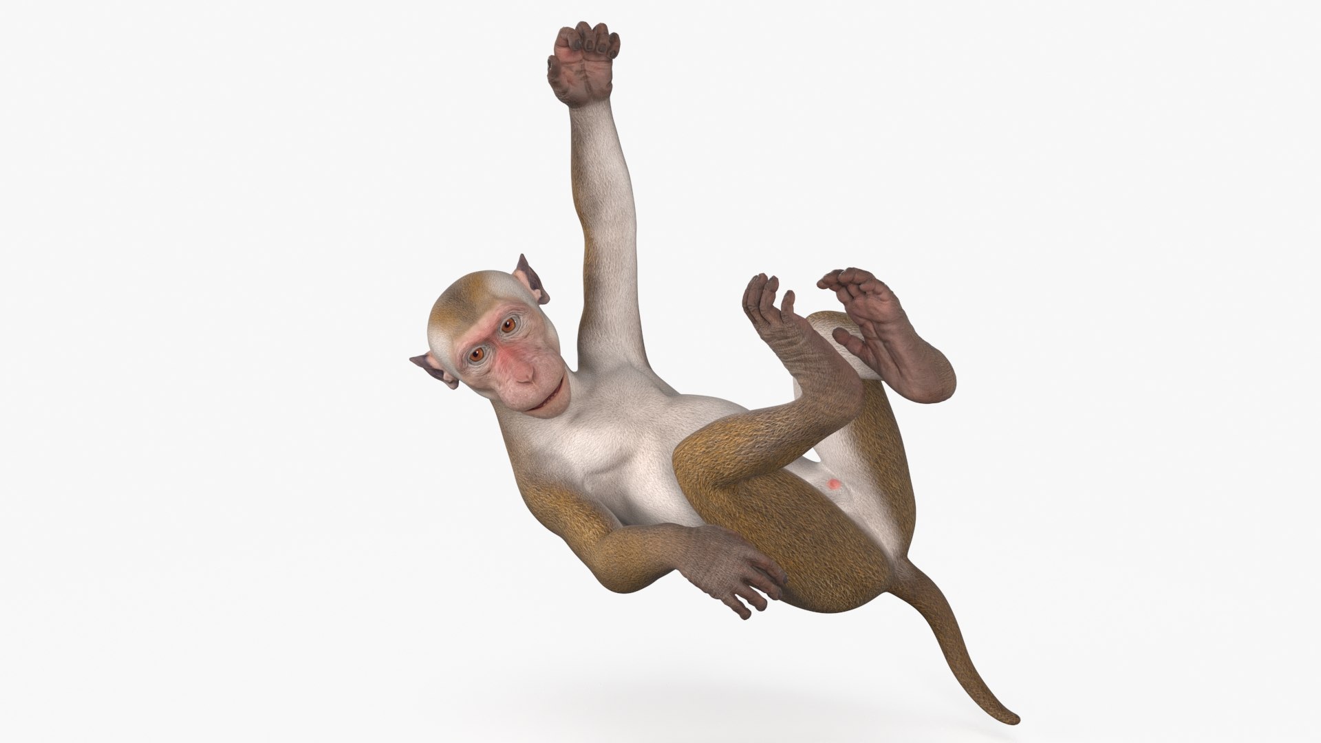Hanging Macaque Light Brown 3D model preview