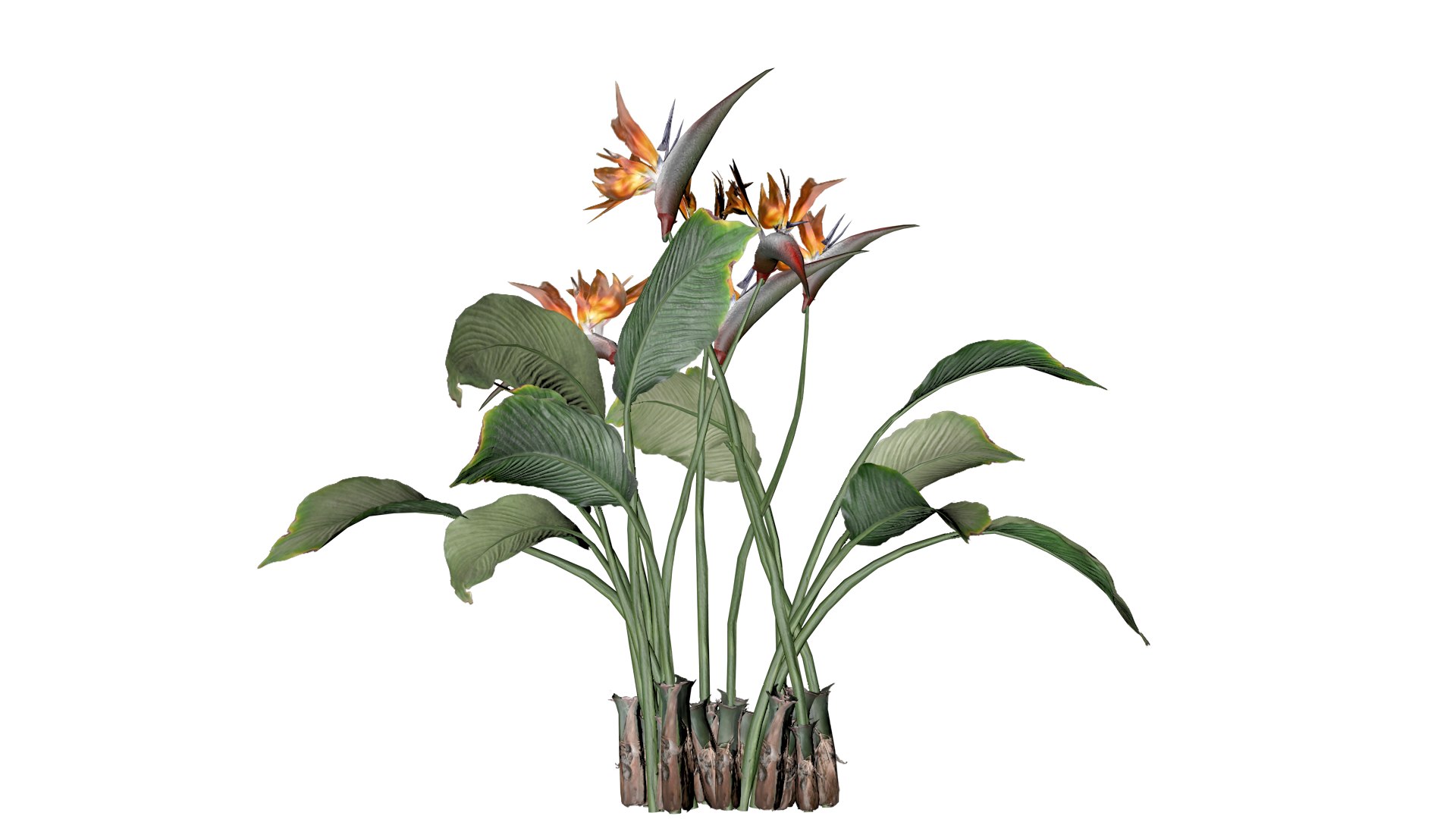 Bird of Paradise Flowers - 10 - 3D https://p.turbosquid.com/ts-thumb/4B/YjxlrD/p3/bop_102/png/1741690294/1920x1080/fit_q87/5f27fa2aa7da20406ef6c499d0fe3b920602e373/bop_102.jpg