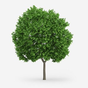 Norway Maple Tree 9m