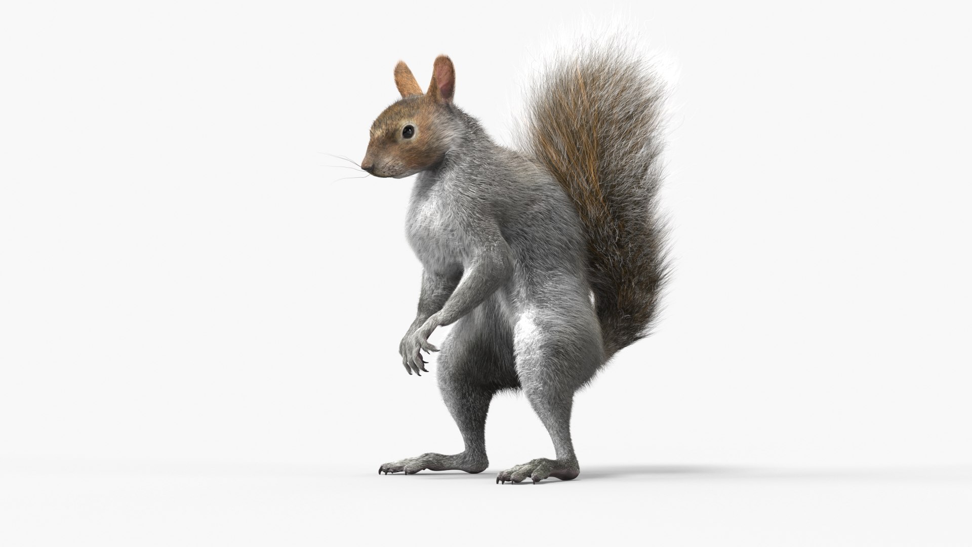 3D Squirrel Standing Gray Fur for Cinema 4D https://p.turbosquid.com/ts-thumb/4B/n3l8Mw/0y/squirrel_standing_gray_fur_007/jpg/1753845858/1920x1080/fit_q87/8e88fbe6cc02096663a509b49011c89a8f1a3d86/squirrel_standing_gray_fur_007.jpg