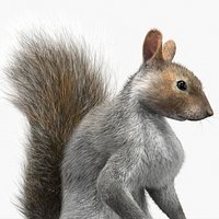 Squirrel Standing Gray Fur for Cinema 4D