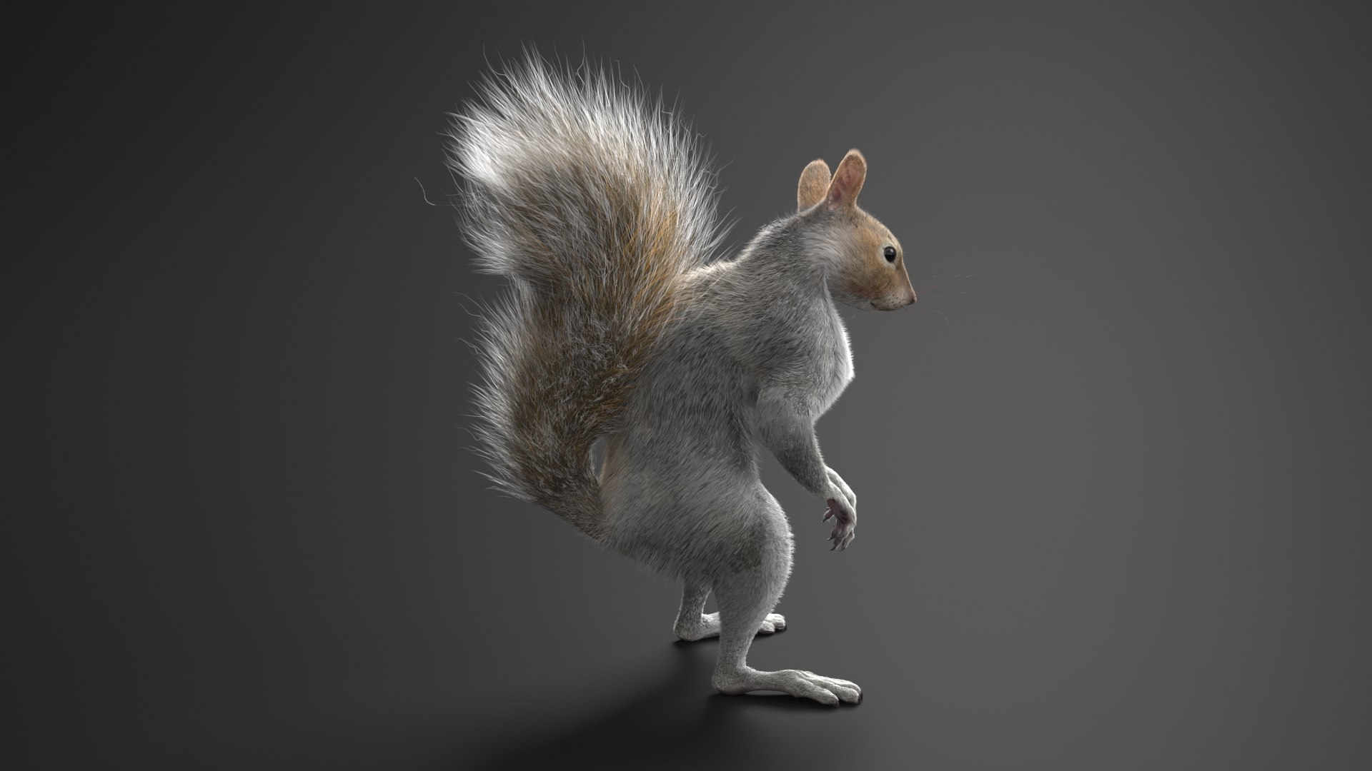 3D Squirrel Standing Gray Fur for Cinema 4D https://p.turbosquid.com/ts-thumb/4B/n3l8Mw/8i/squirrel_standing_gray_fur_006/jpg/1753845855/1920x1080/fit_q87/74edc2acb87af2cfa837785c9d688cca33992b31/squirrel_standing_gray_fur_006.jpg