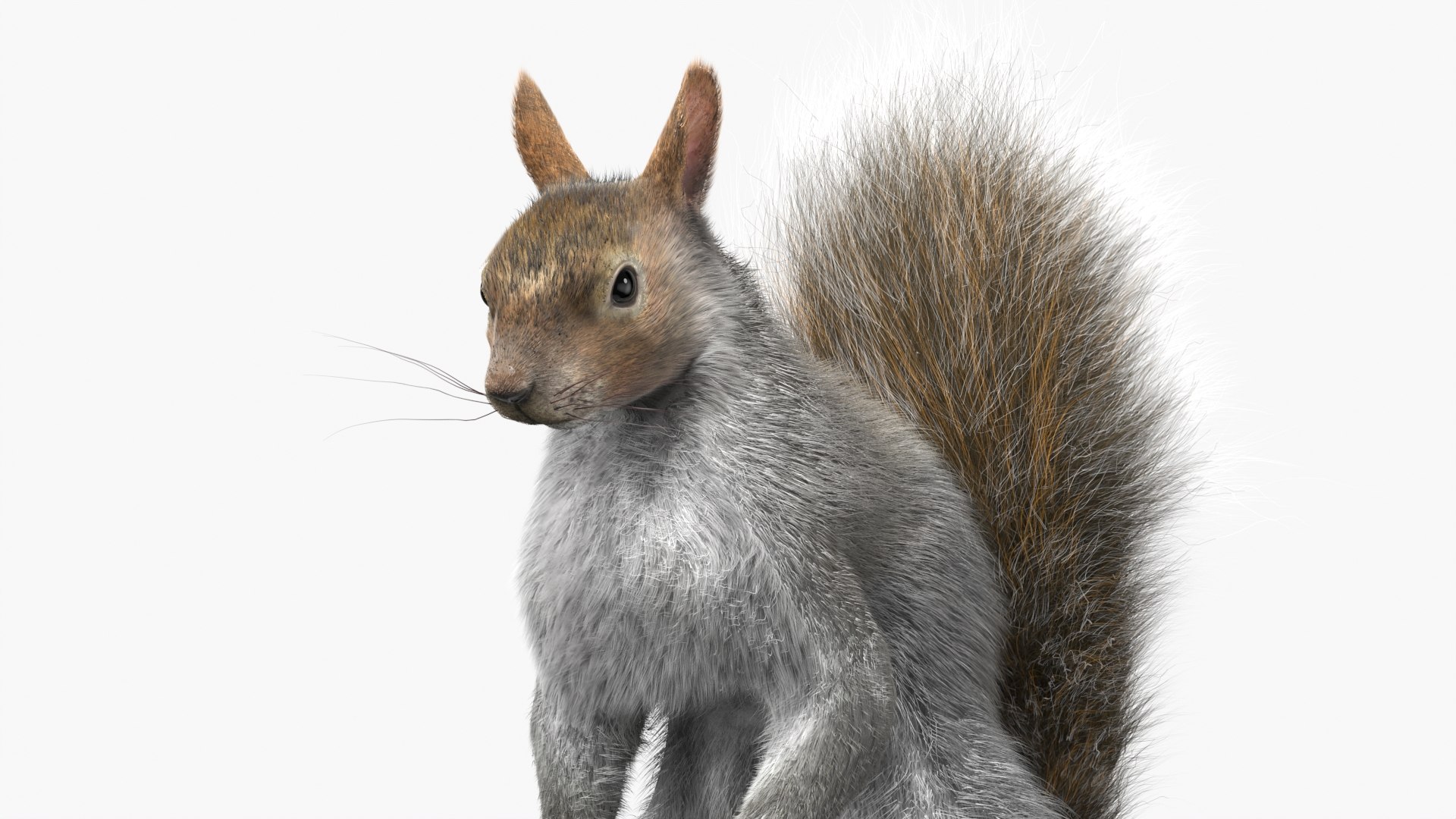 3D Squirrel Standing Gray Fur for Cinema 4D https://p.turbosquid.com/ts-thumb/4B/n3l8Mw/CU/squirrel_standing_gray_fur_009/jpg/1753845863/1920x1080/fit_q87/971a5c43950cf3903447045e629dae0b7a740461/squirrel_standing_gray_fur_009.jpg
