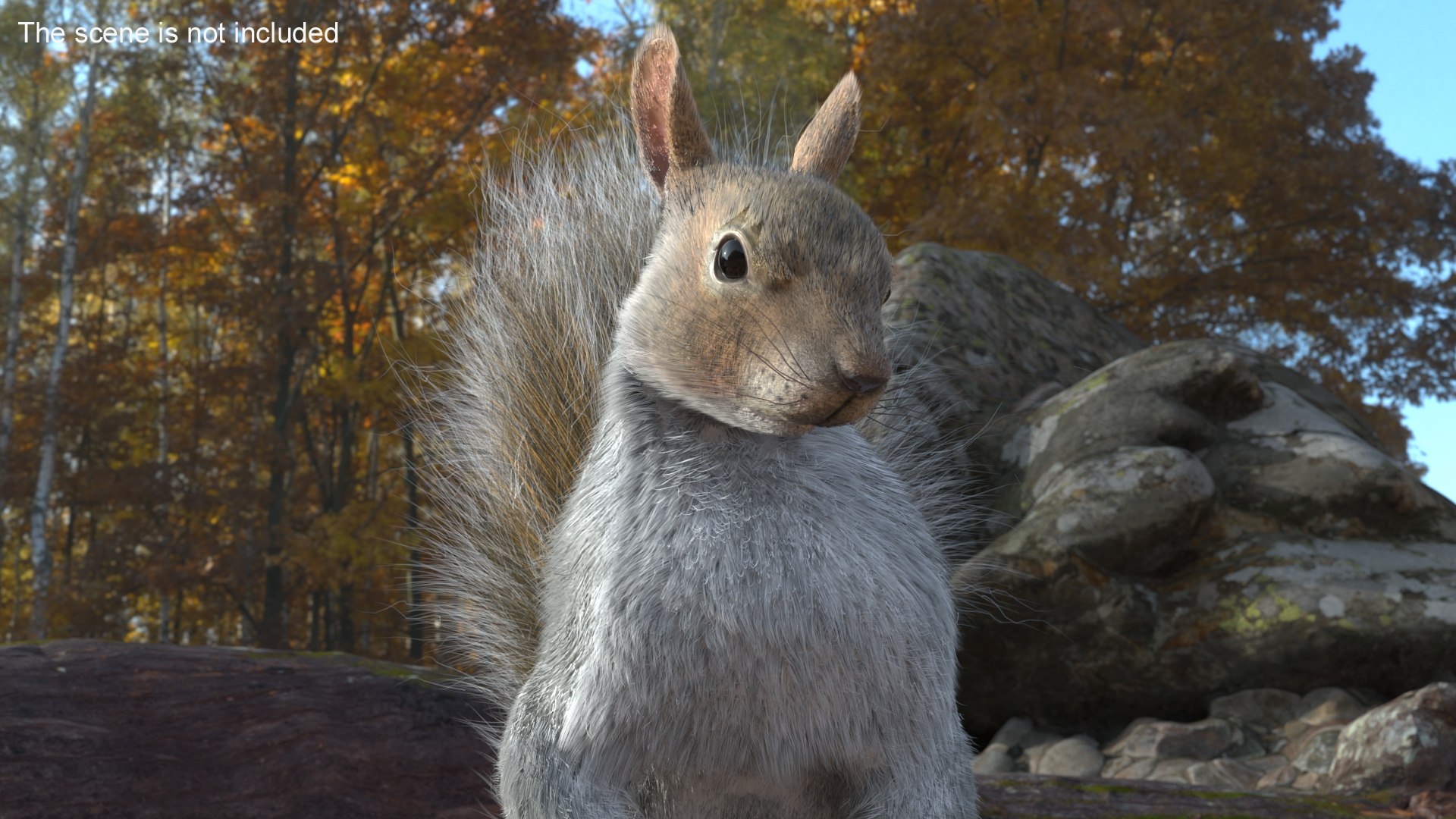 3D Squirrel Standing Gray Fur for Cinema 4D https://p.turbosquid.com/ts-thumb/4B/n3l8Mw/Gk/squirrel_standing_gray_fur_004/jpg/1753845849/1920x1080/fit_q87/c57ba141183a60b52c9b46a5d56732b88dff02ef/squirrel_standing_gray_fur_004.jpg