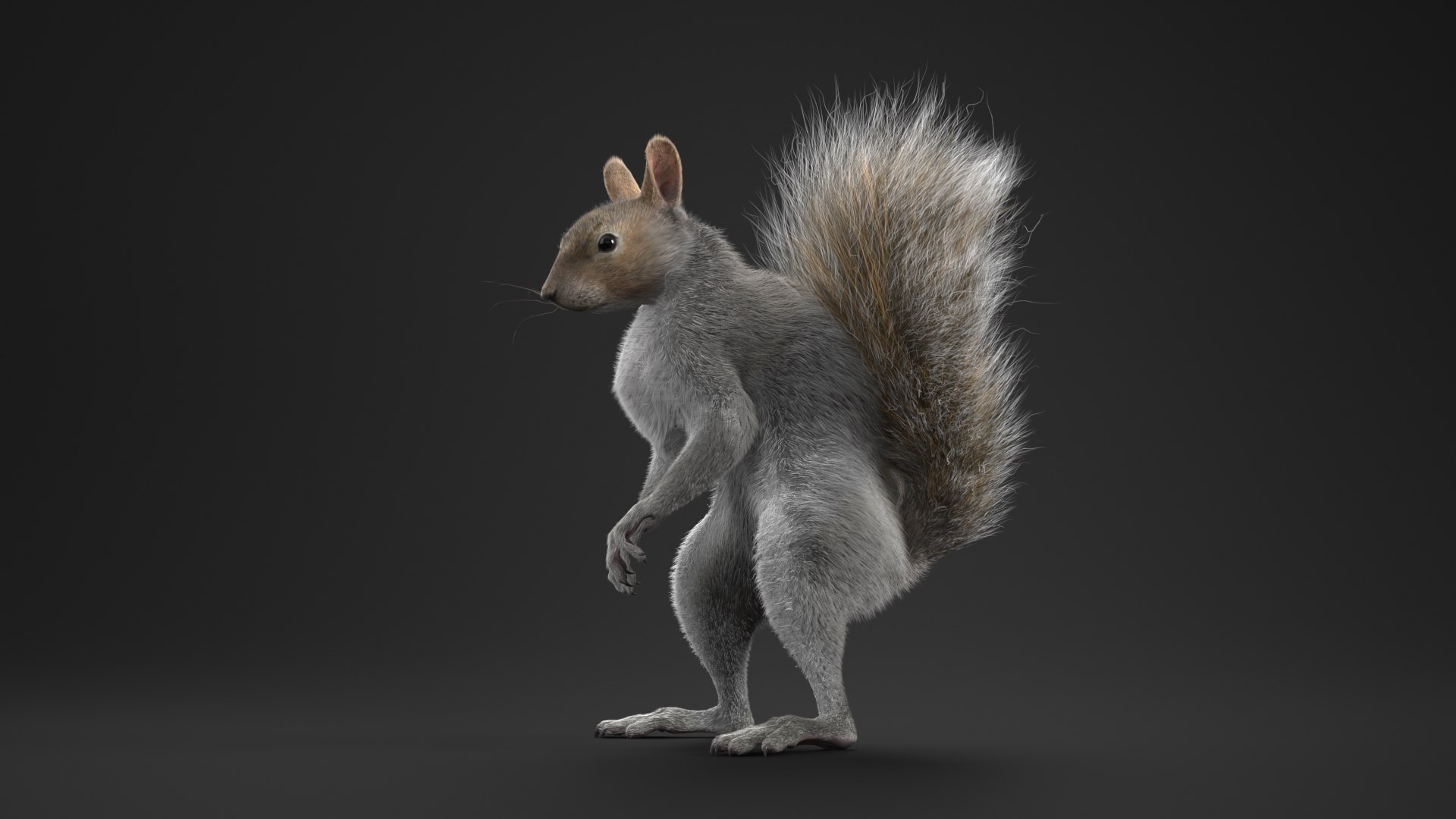 3D Squirrel Standing Gray Fur for Cinema 4D https://p.turbosquid.com/ts-thumb/4B/n3l8Mw/Ty/squirrel_standing_gray_fur_005/jpg/1753845852/1920x1080/fit_q87/3cd2acc4f20182279f08bae965661c578a80dd96/squirrel_standing_gray_fur_005.jpg