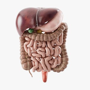 Human Digestive System PBR