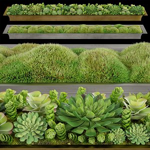 3D corona moss succulents