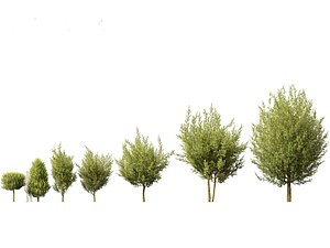 Laurus nobilis - Bay Tree 02 3D model