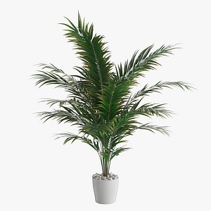 Dypsis lutescens Wall Version 3D model