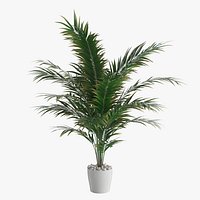 Dypsis lutescens Wall Version