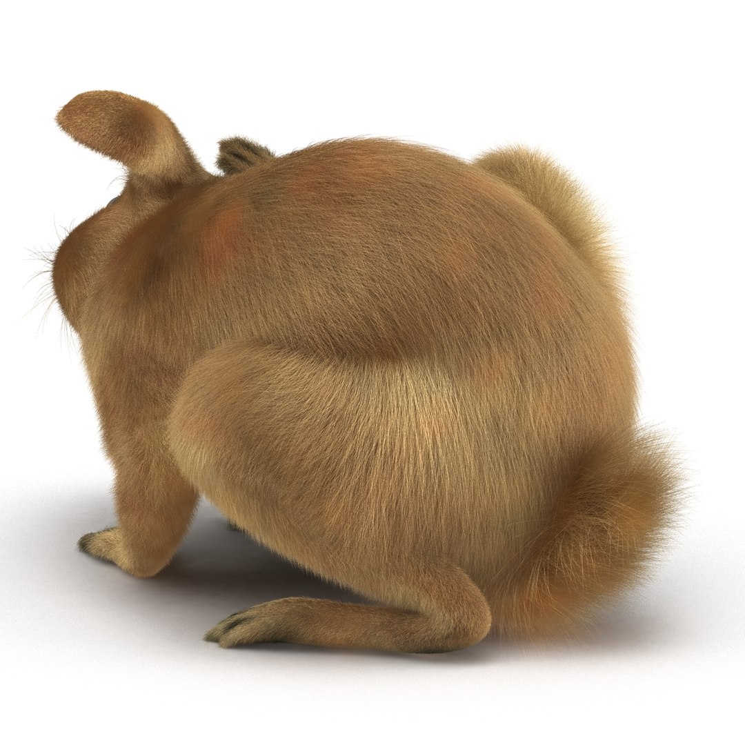3d Rabbit Pose 4