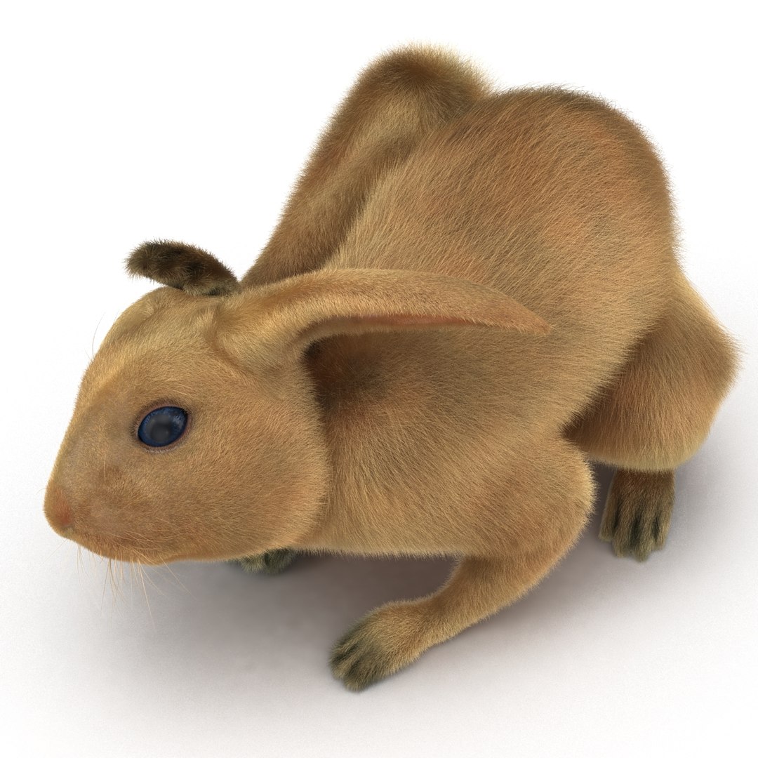 3d rabbit pose 4