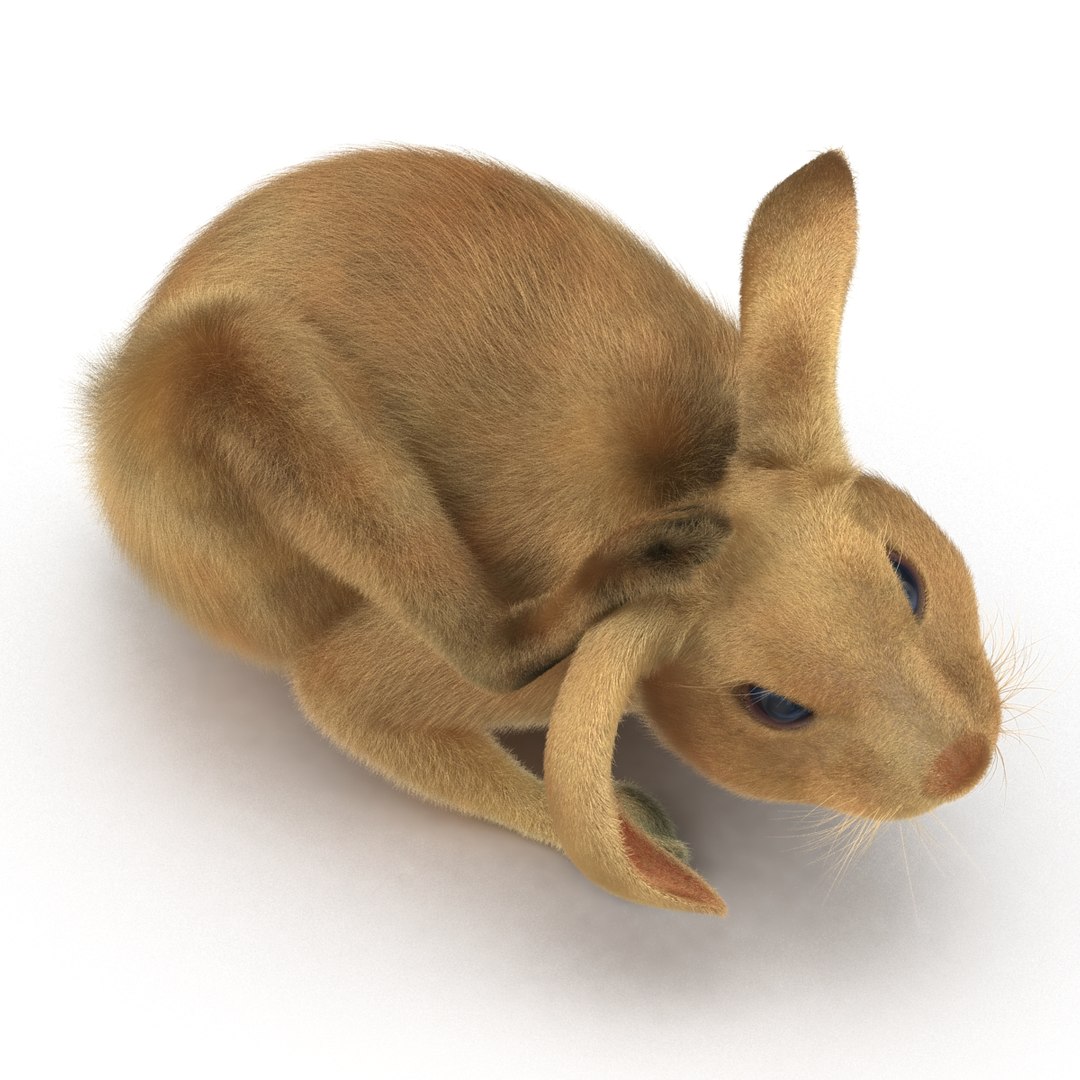 3d rabbit pose 4