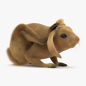 3d rabbit pose 4