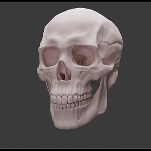 Human skull