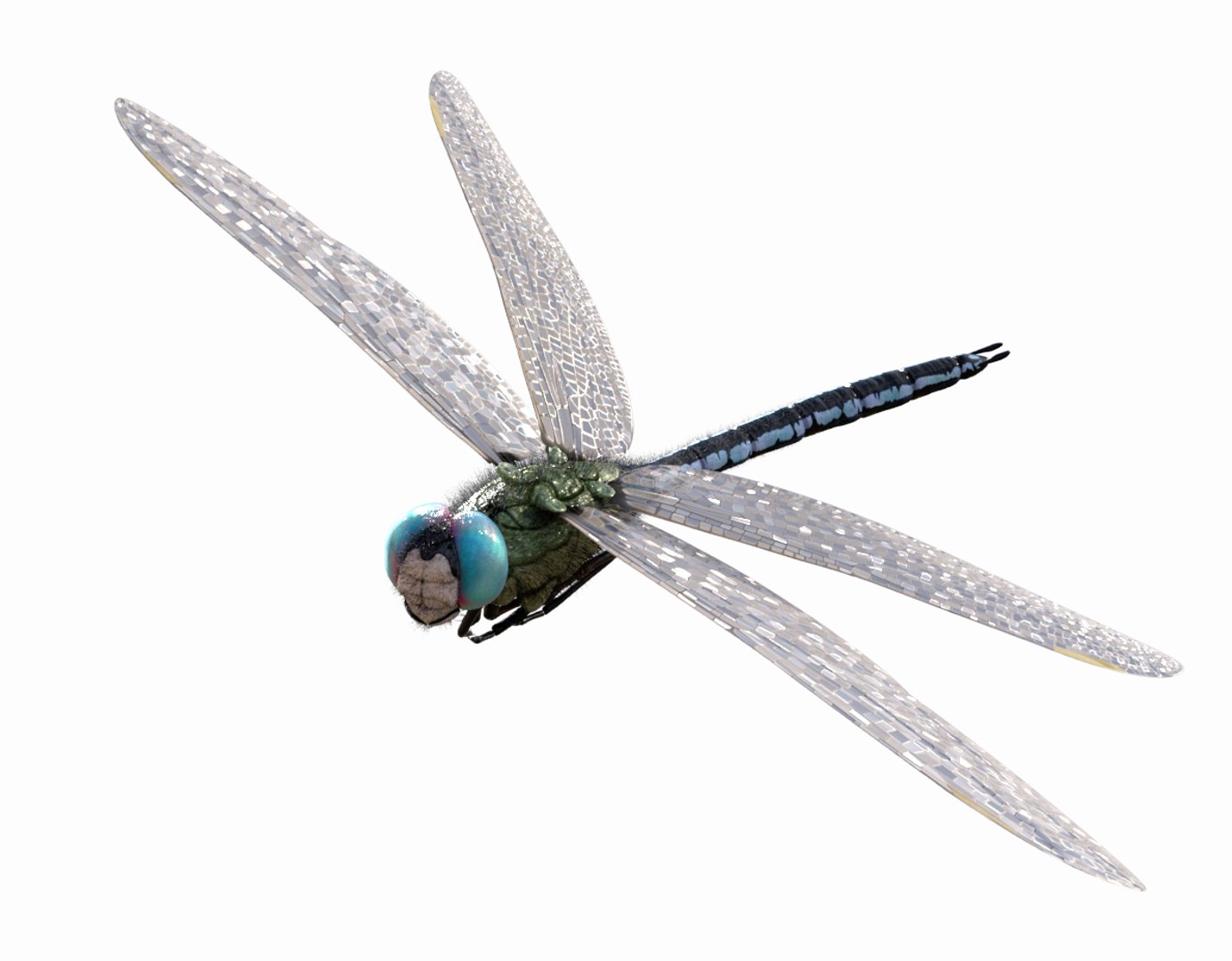 anax imperator 3D model https://p.turbosquid.com/ts-thumb/4C/O2QeD6/iFV238cv/thumbnailbg6/png/1553610809/1920x1080/fit_q87/b824442c94ad2a32ee01bb739f15364e3d392793/thumbnailbg6.jpg