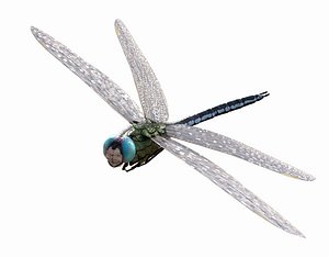 Anax imperator