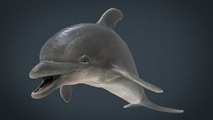 dolphin