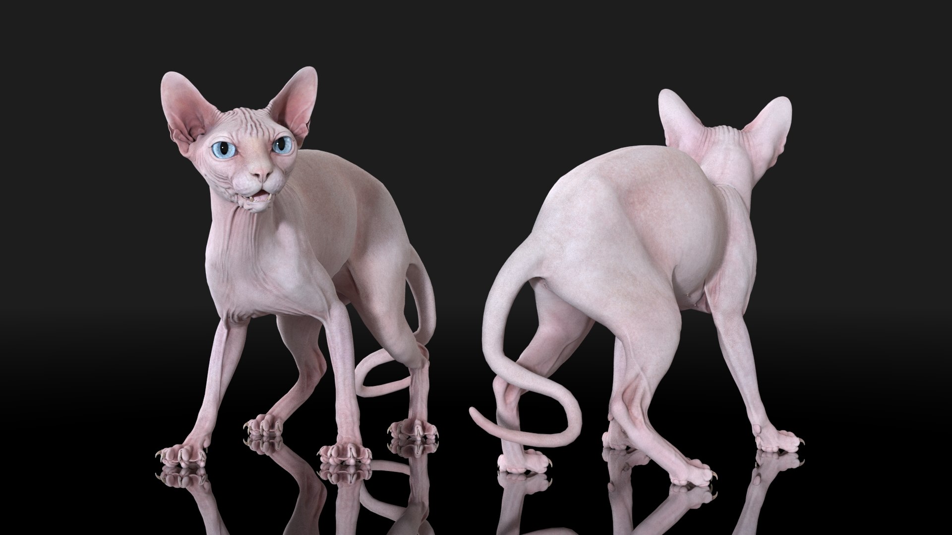 sphynx cat standing 3D https://p.turbosquid.com/ts-thumb/4C/YzujBe/94/sphynx_pink_pose4_10/jpg/1608916082/1920x1080/fit_q87/0645d096fe85a64ad427fbb90cf0561fe2700c8a/sphynx_pink_pose4_10.jpg