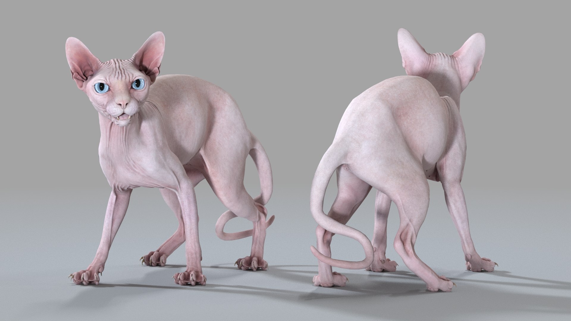 sphynx cat standing 3D https://p.turbosquid.com/ts-thumb/4C/YzujBe/Ag/sphynx_pink_pose4_08/jpg/1608916076/1920x1080/fit_q87/78dbd578c9b7e398cd4c9bfb2a307f20f3389c4c/sphynx_pink_pose4_08.jpg