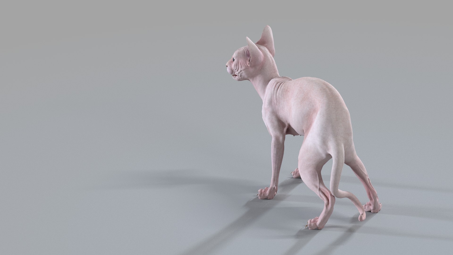 sphynx cat standing 3D https://p.turbosquid.com/ts-thumb/4C/YzujBe/jX/sphynx_pink_pose4_04/jpg/1608916078/1920x1080/fit_q87/651b0973400cca84adf2522161fcbfdb63814981/sphynx_pink_pose4_04.jpg