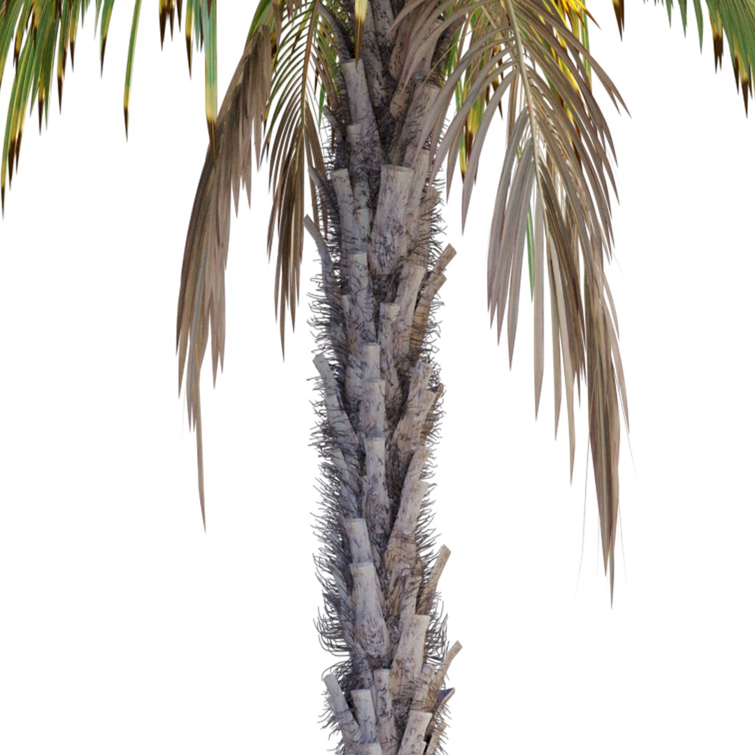 Palm Tree 5 Model - TurboSquid 1950352