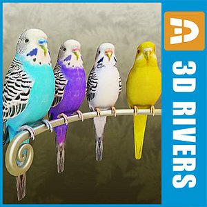 Budgies by 3DRivers