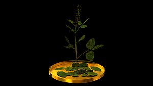 tulsi leaves 3D model