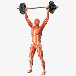 Anatomy Male Muscular System Shoulder Press Animated Rigged for Maya