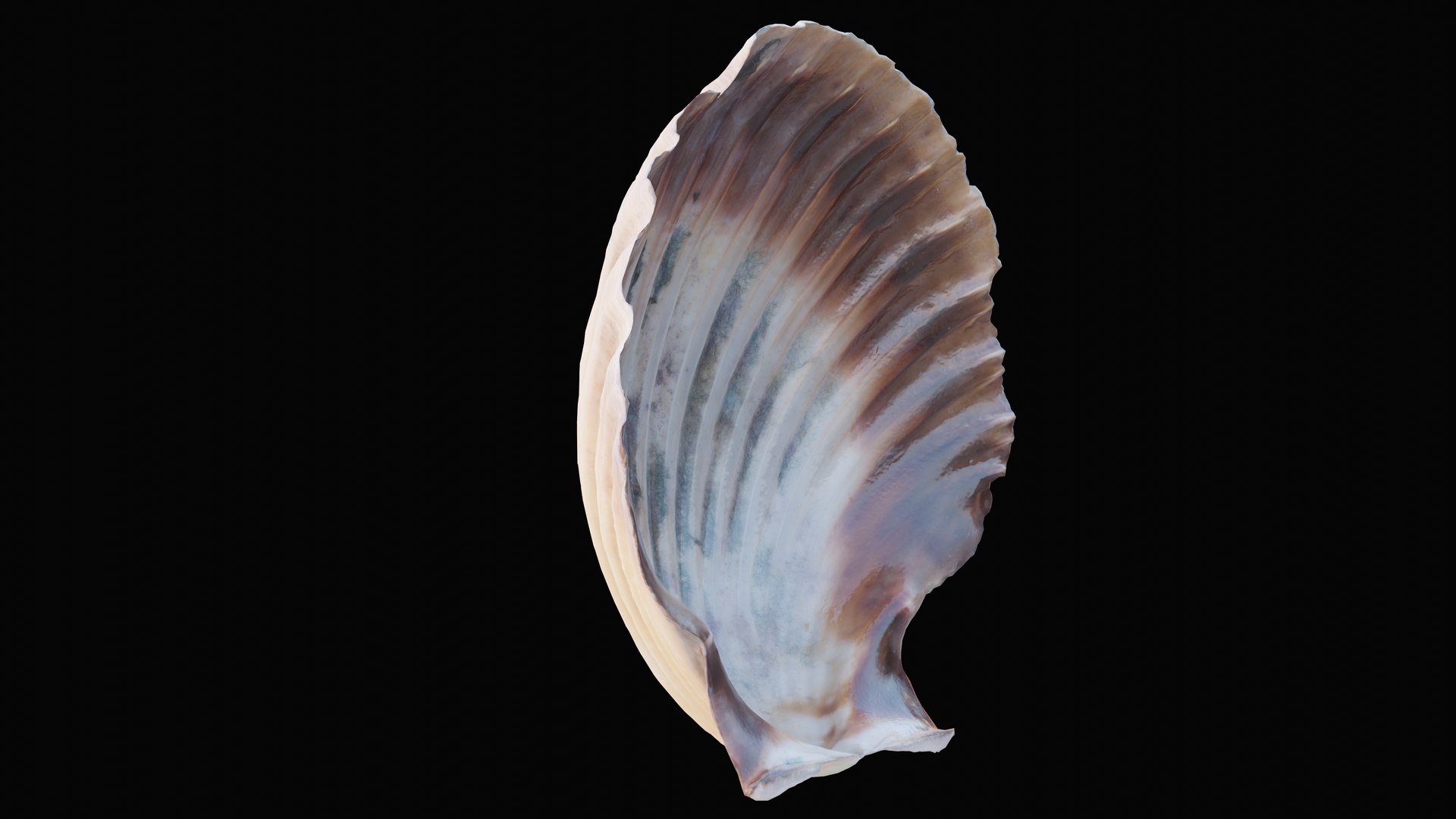 Shell scallop sea 3D model - TurboSquid 1627569