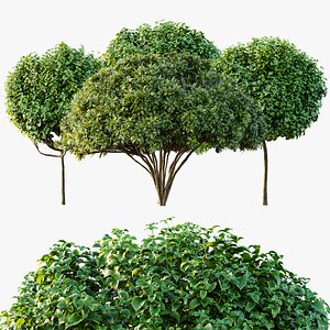 3D AV Catalpa Bignonioides Nana Indian Bean and Palo verde model