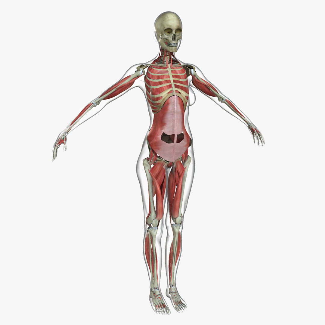 ultimate complete female anatomy 3d obj