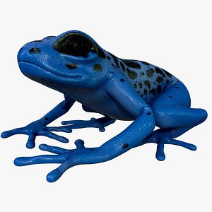 3D model realistic poison dart frog