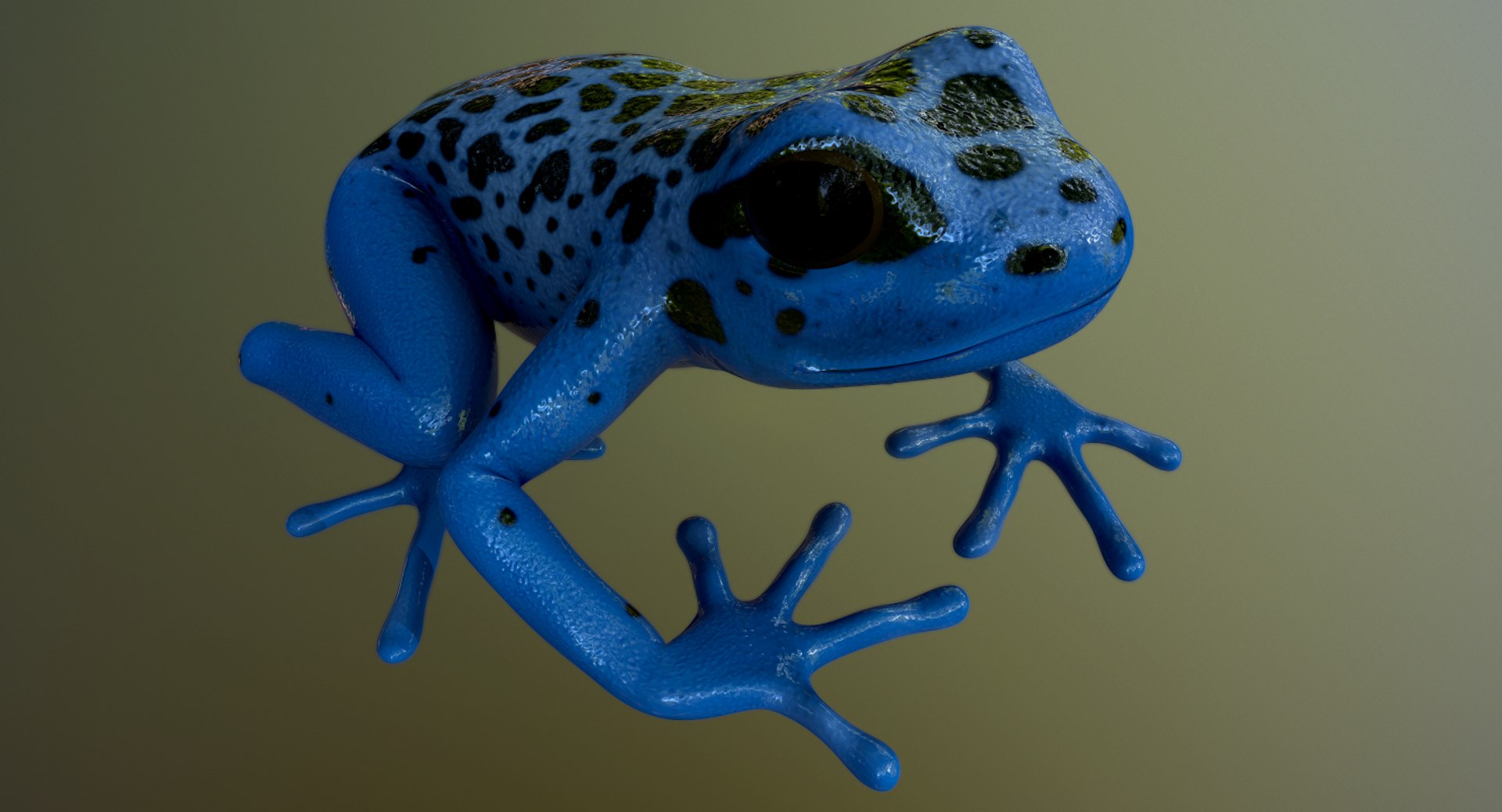 3D model realistic poison dart frog https://p.turbosquid.com/ts-thumb/4D/Bugi4V/HX9wCQfz/screenshot023/png/1517828329/1920x1080/fit_q87/4769f3fa9b953da7e552203582e03a546b5e7793/screenshot023.jpg