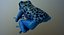 Blue Poison Dart Frog