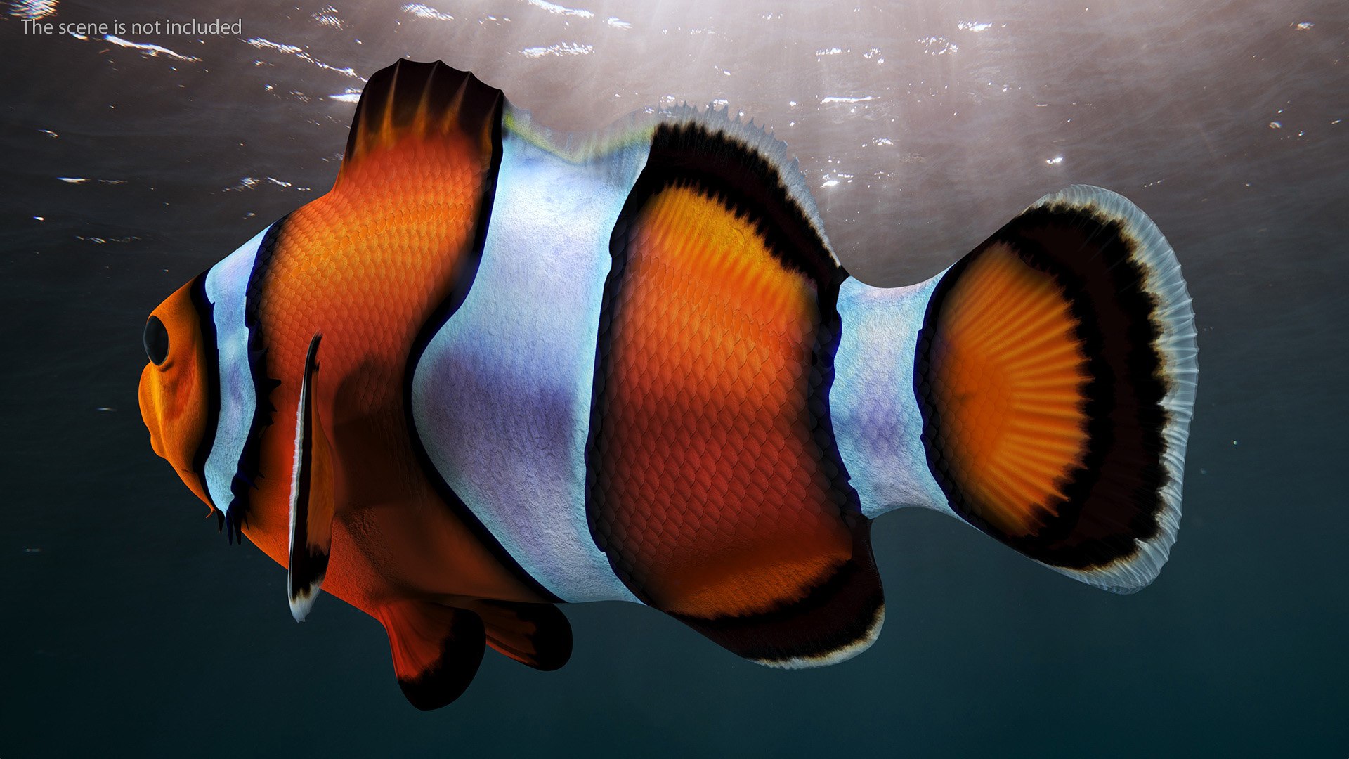Anemonefish 3D https://p.turbosquid.com/ts-thumb/4D/CJnfRh/AN/anemonefish3dsmodel004/jpg/1722290405/1920x1080/fit_q87/b1f59f2d9b58c31d77ece7e816e096aa40aa598a/anemonefish3dsmodel004.jpg