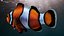 Anemonefish